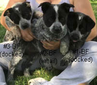 Queensland Heeler female puppies born 4/9/19